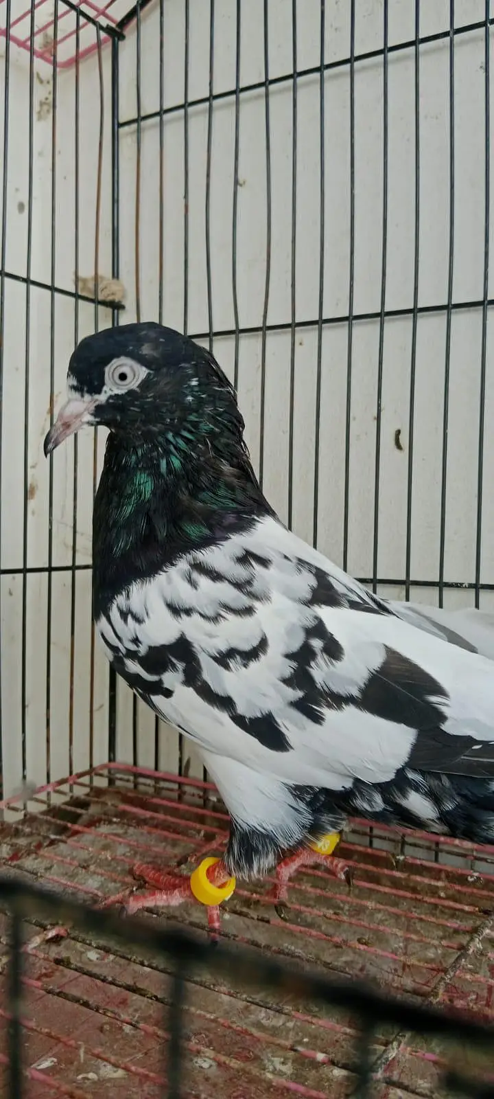 pure rampuri jora ha — photo 3