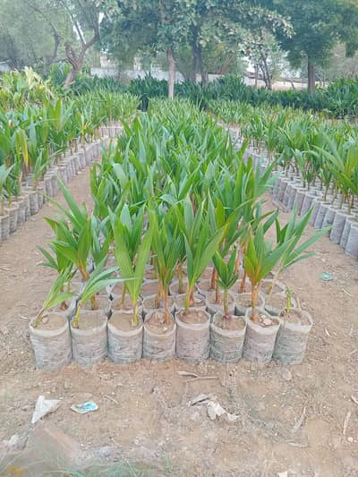 coconut plants abd fresh coconut #coconut  tree