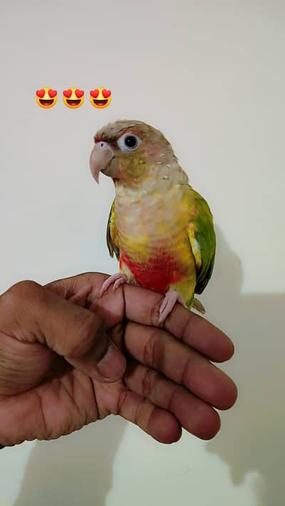 Tame Bird 03234586913
