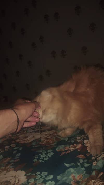 persian cat male