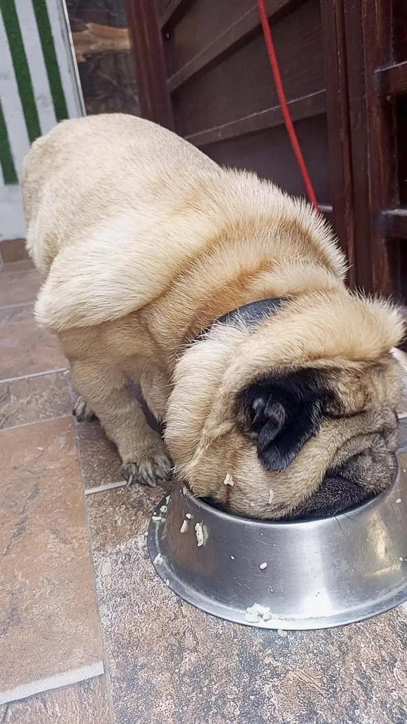 extreme punch lion head face show quality Pug — photo 3