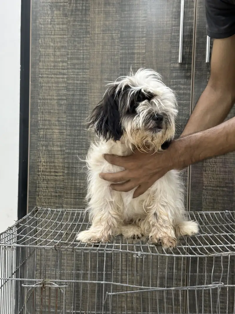 Shitzu Female Pup — photo 2