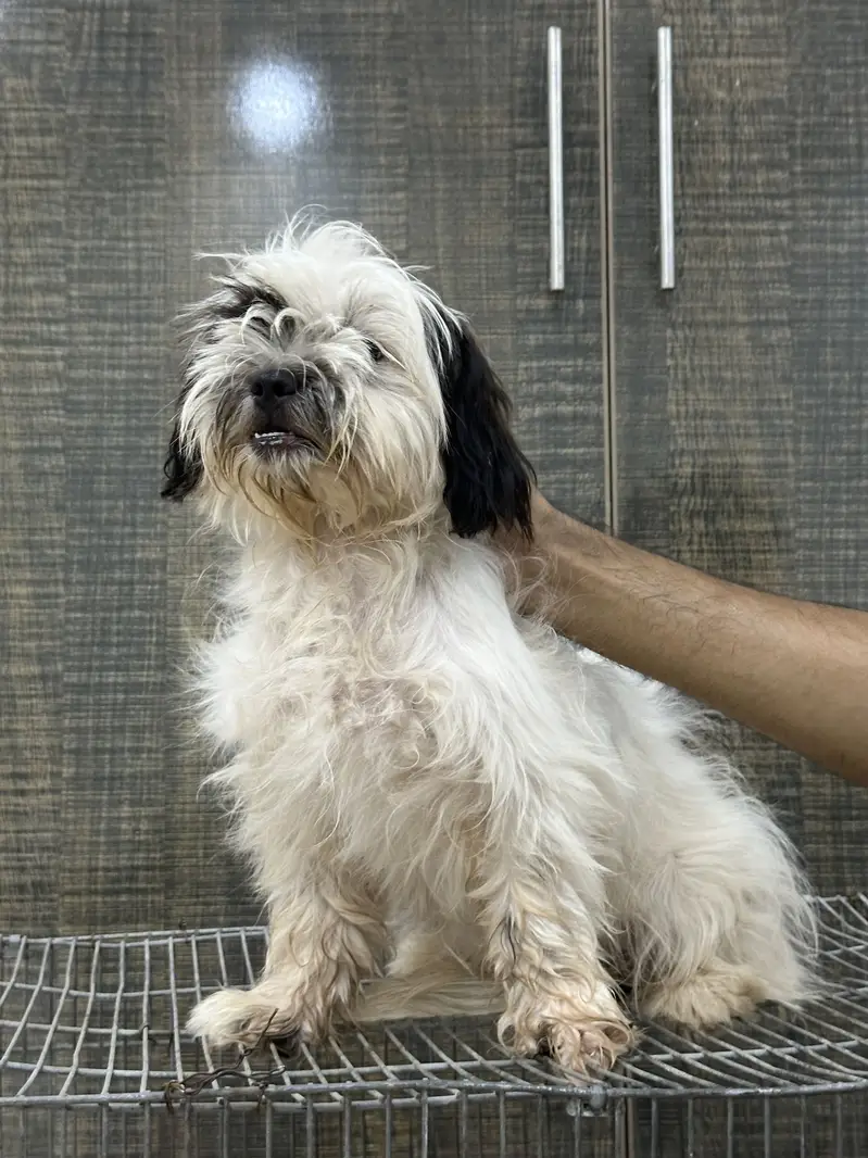 Shitzu Female Pup — photo 3