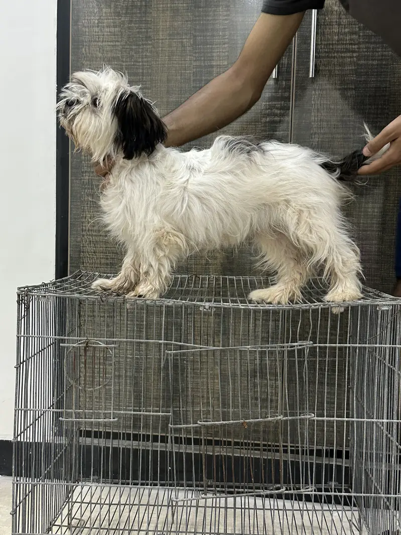 Shitzu Female Pup — photo 4