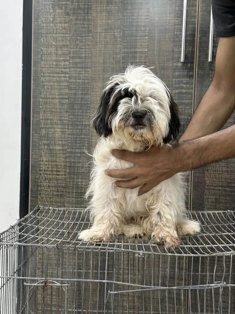 Shitzu Female Pup — photo 5