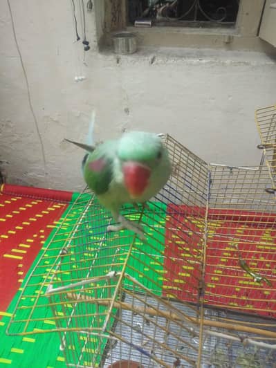 raw parrot