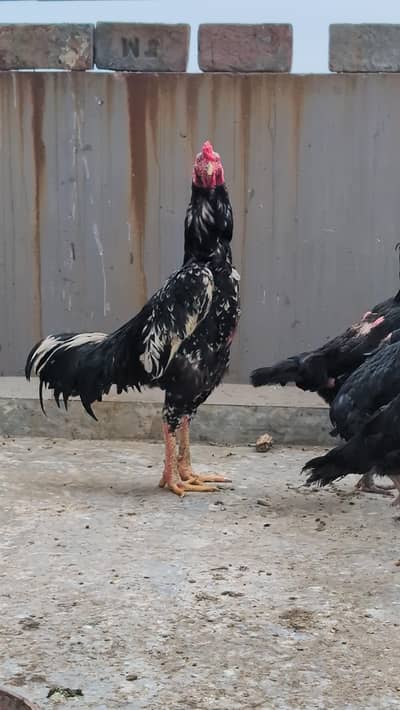 Oshamo Trio Available Black