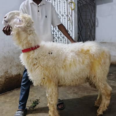 pure Mundra gulabi