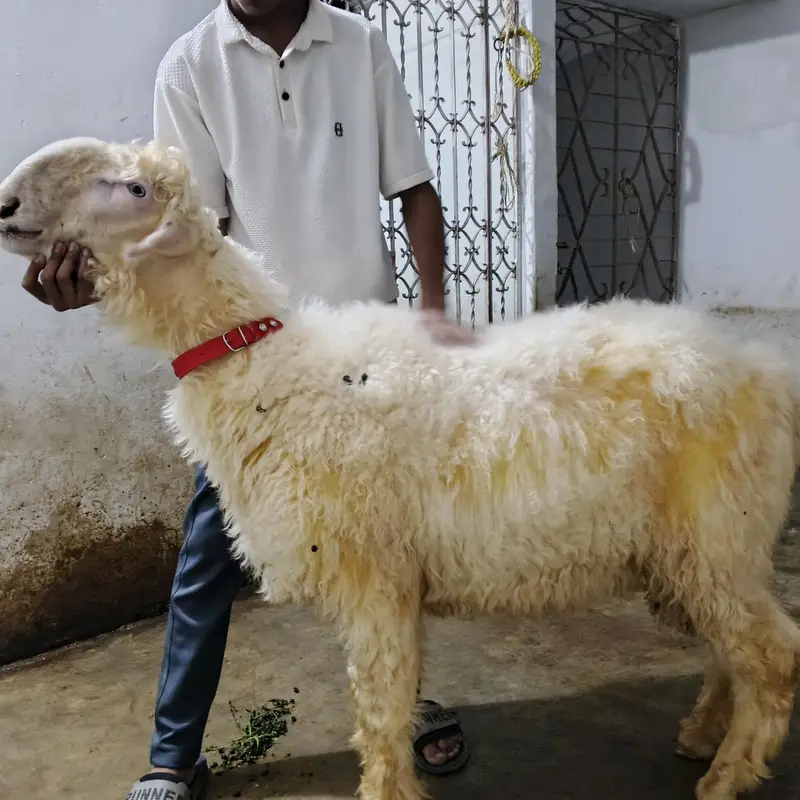 pure Mundra gulabi — photo 2