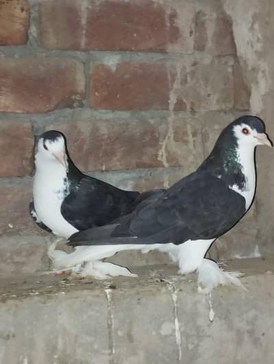 sherazi breeder pair 03110144020