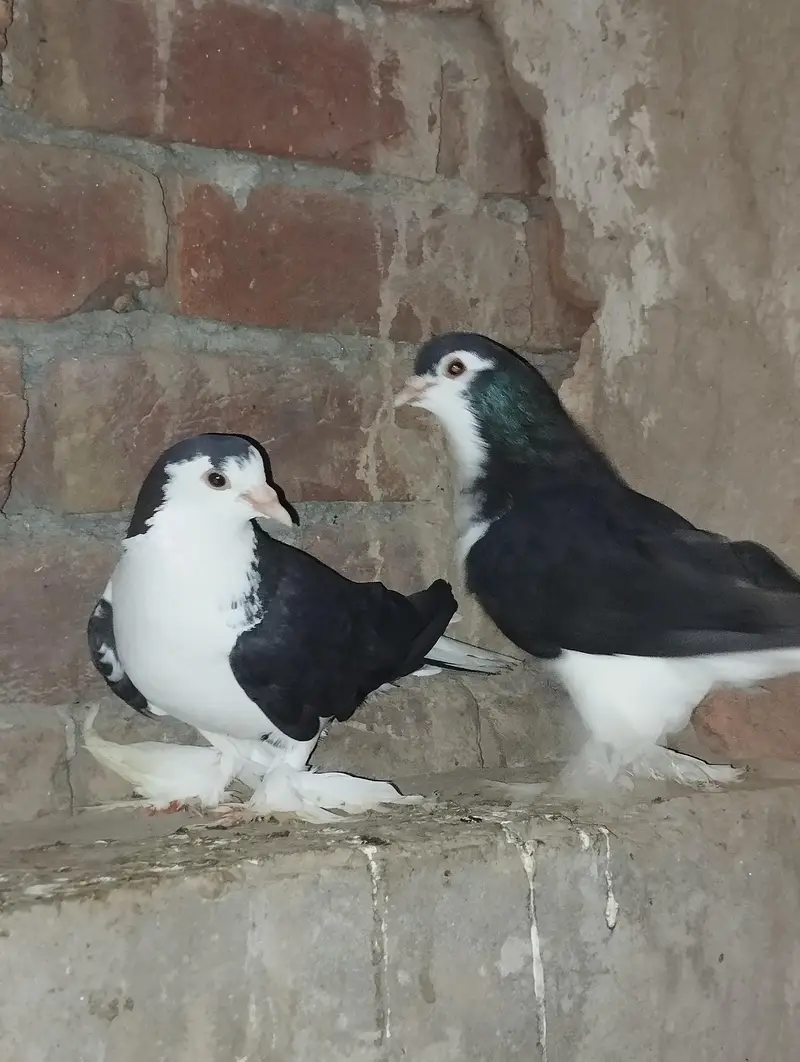 sherazi breeder pair 03110144020 — photo 2