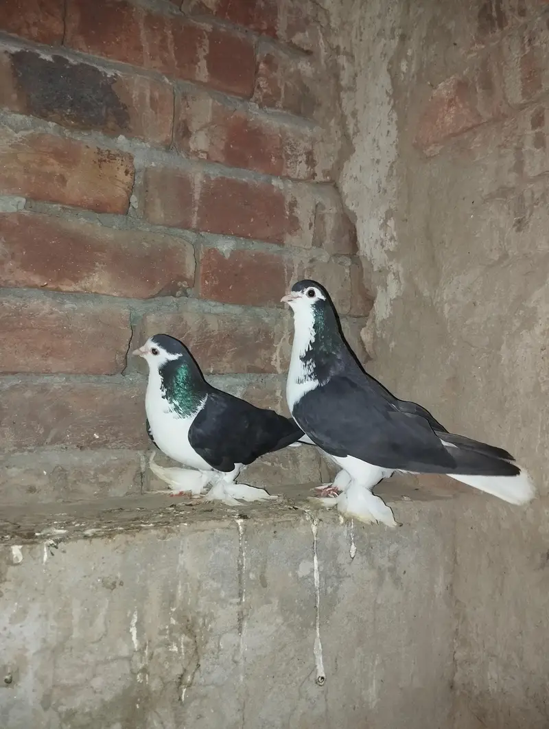 sherazi breeder pair 03110144020 — photo 3
