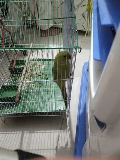 green Parrot for sale