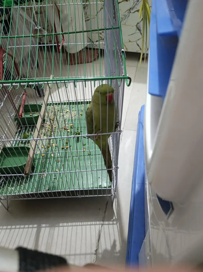 green Parrot for sale — photo 2