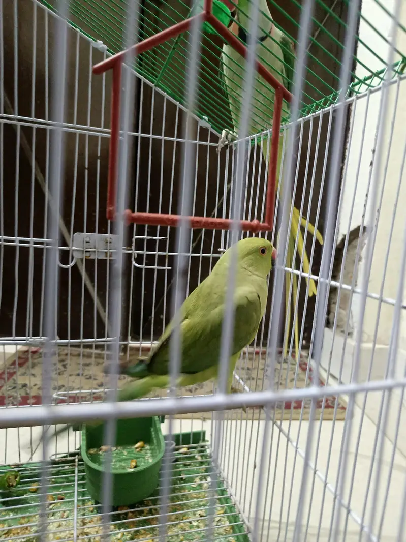green Parrot for sale — photo 3