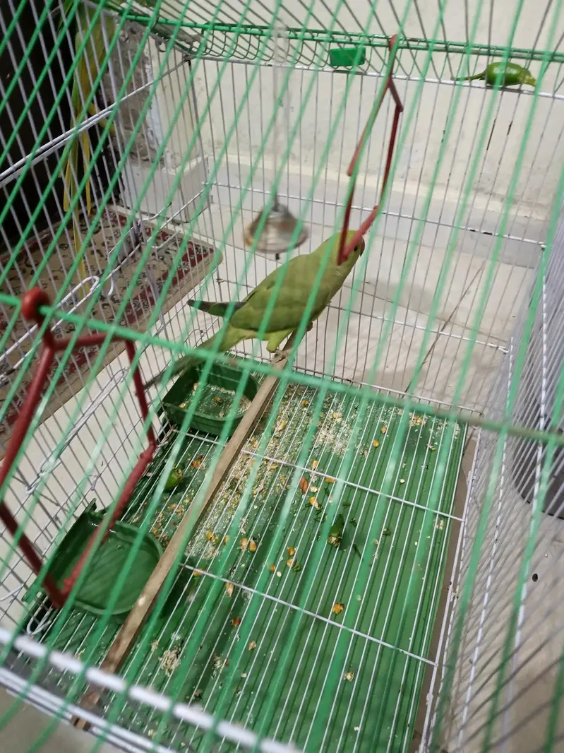 green Parrot for sale — photo 4