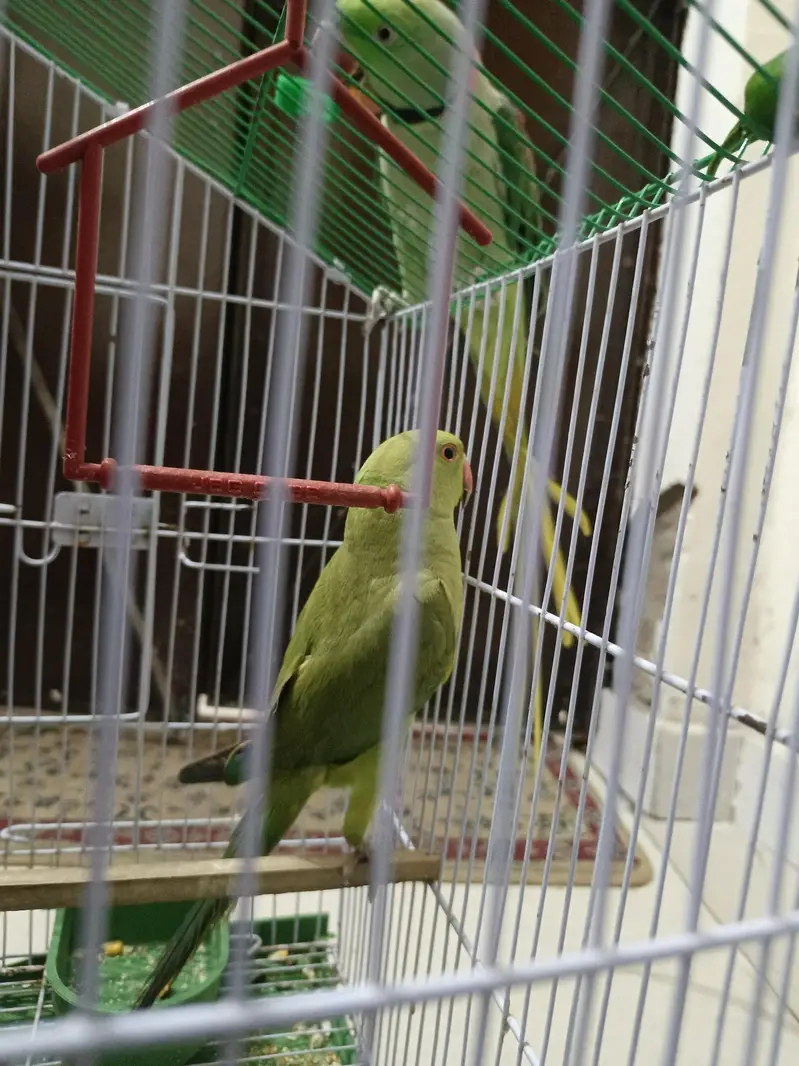 green Parrot for sale — photo 5