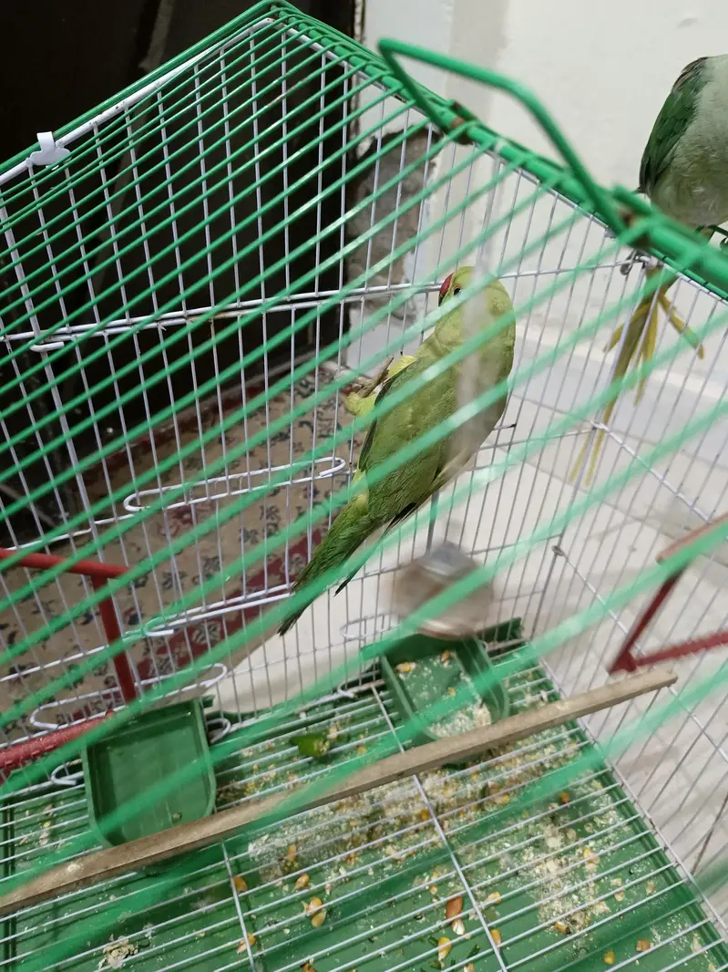 green Parrot for sale — photo 6