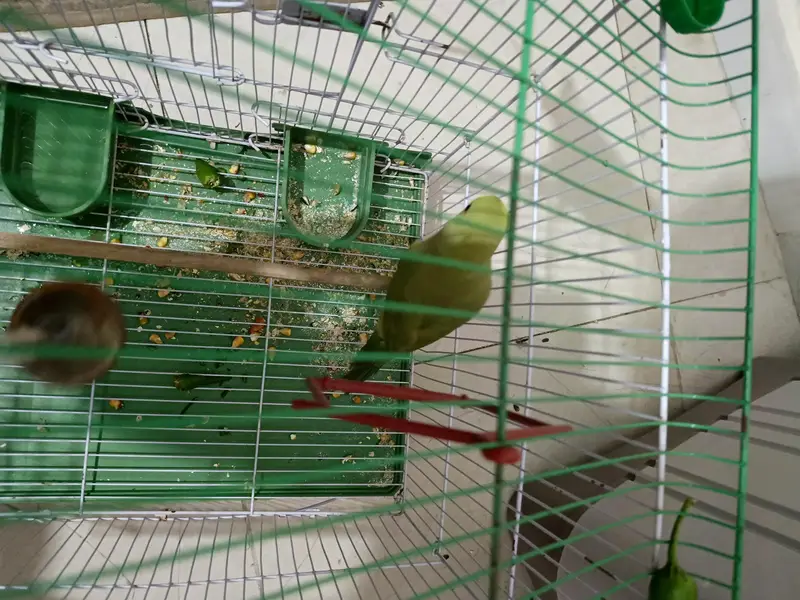 green Parrot for sale — photo 7