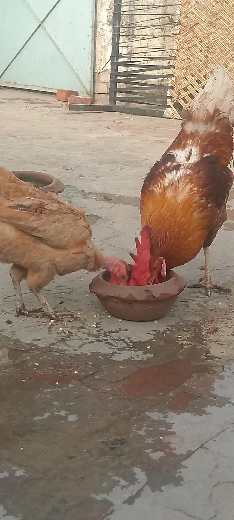 Dasi hens vip pair all ok — photo 3