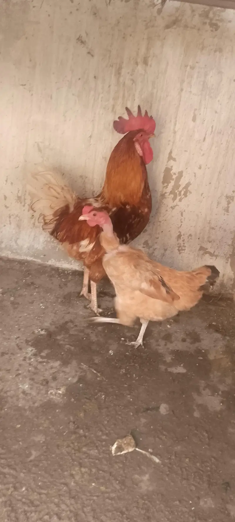Dasi hens vip pair all ok — photo 10