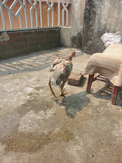 aseel Thai pakoye guarantee hen