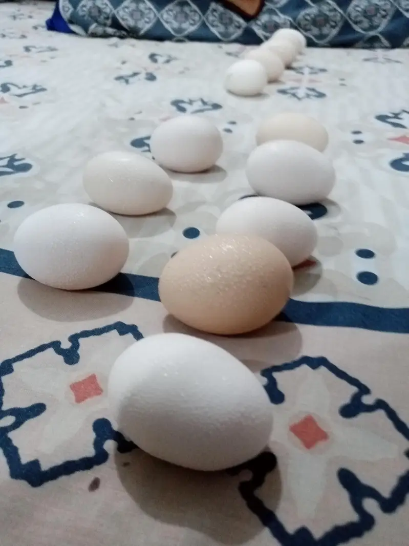 poure dasi eggs — photo 2