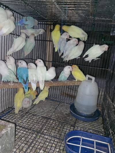 Love brids breeder pear cocktail breeder pear