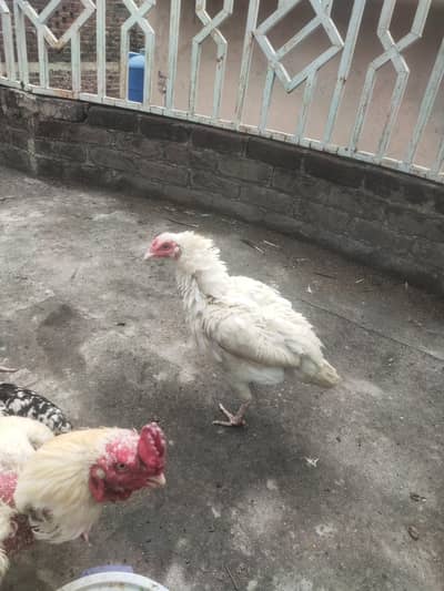 aseel white trio set nasal Wali cheese ha
