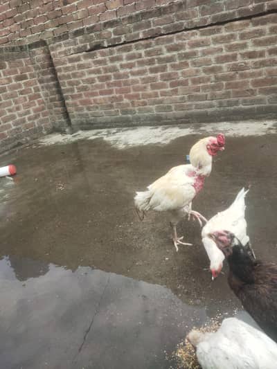 aseel white trio set nasal Wali cheeze  ha