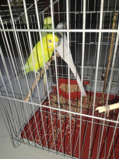 austrilian pair for sale and 1 male extra with cage