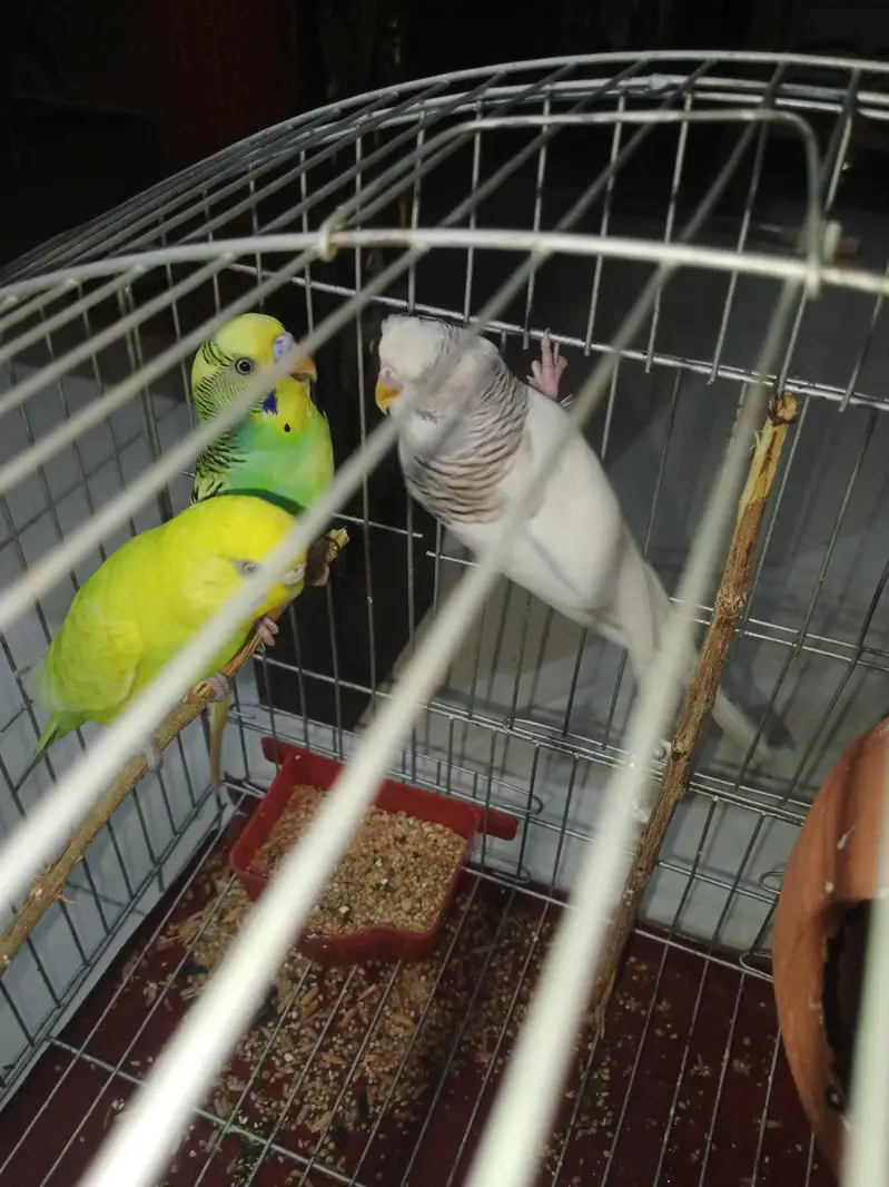 austrilian pair for sale and 1 male extra with cage — photo 2