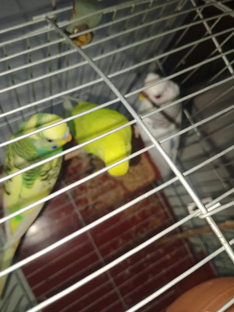 austrilian pair for sale and 1 male extra with cage — photo 4