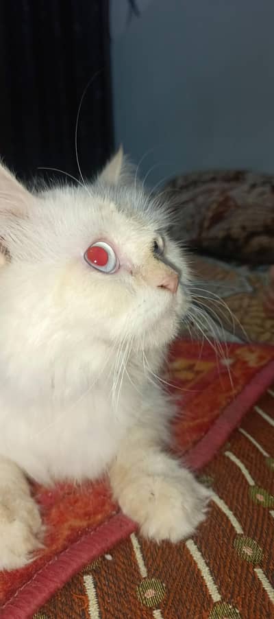 Persian cat 