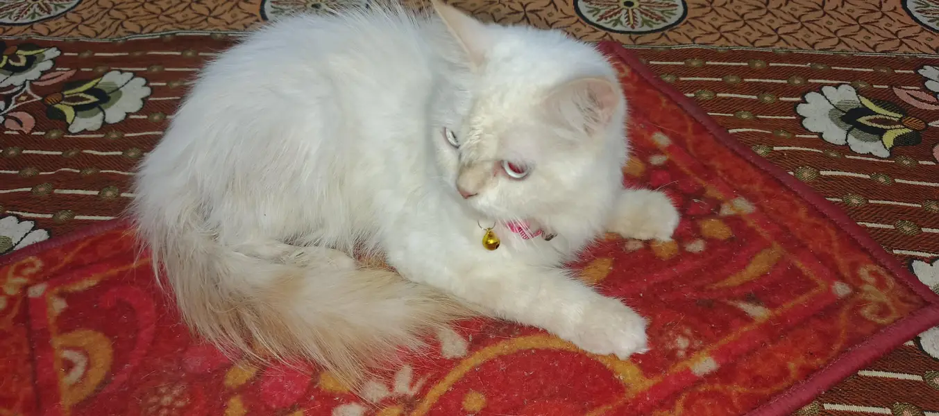 Persian cat  — photo 2