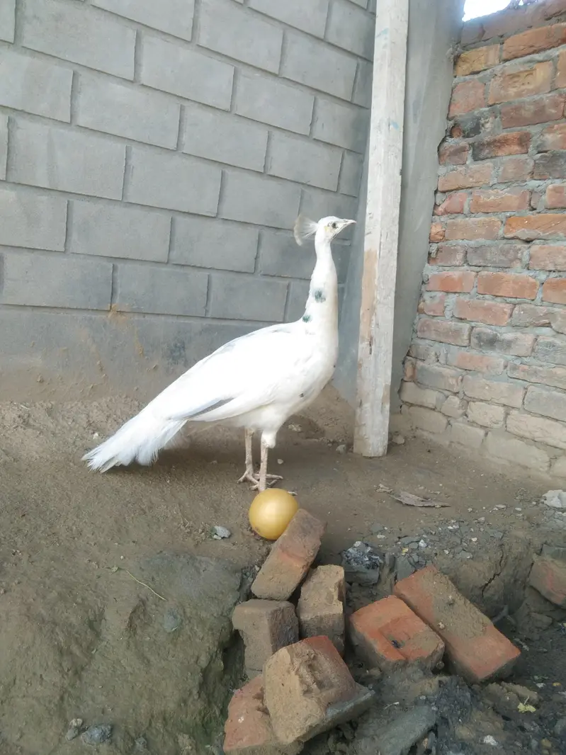 Silver Pied Male Peacock — photo 2