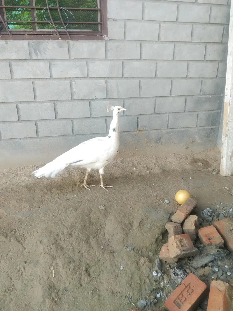 Silver Pied Male Peacock — photo 3