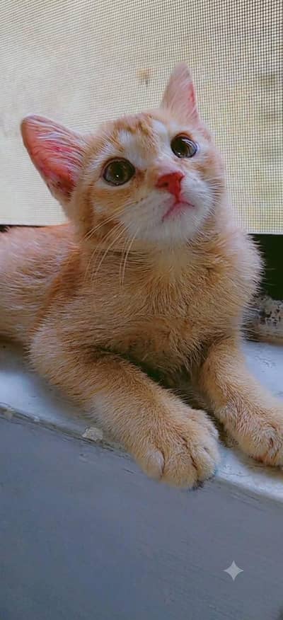 2 months old kitten