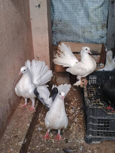lakhy pegions