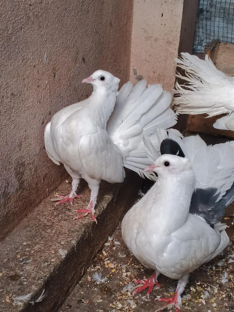 lakhy pegions — photo 2