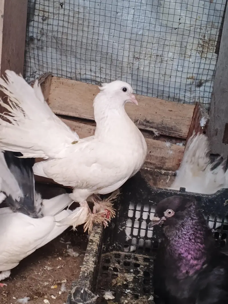 lakhy pegions — photo 3