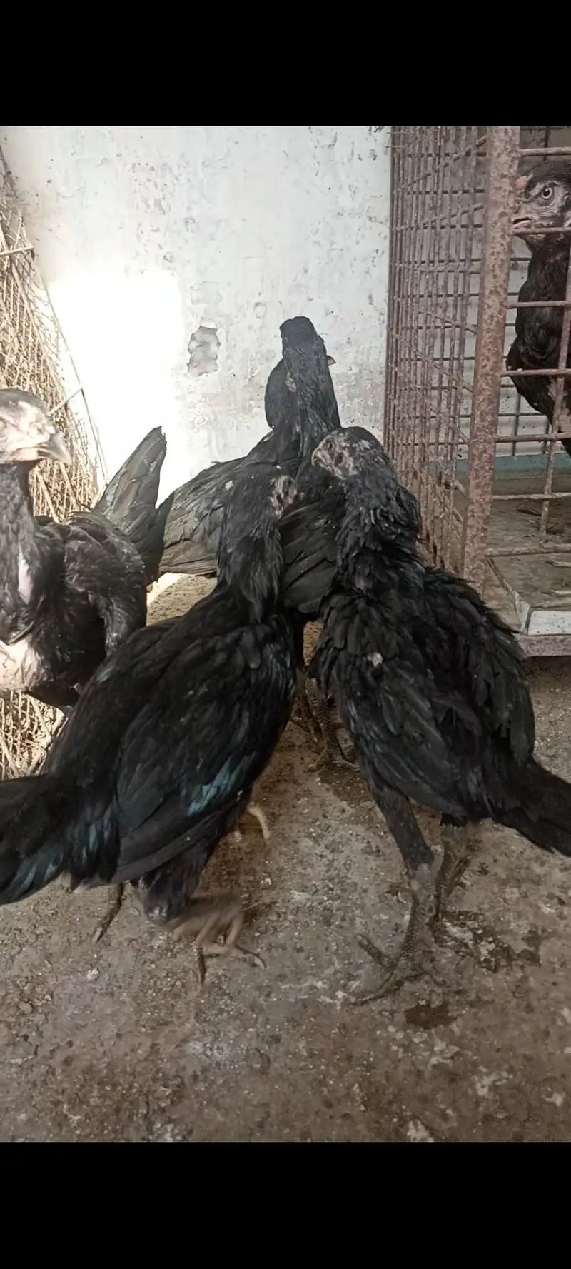 aseel thai pure and thai cross 4 months pathy pathiya and 3 months — photo 4