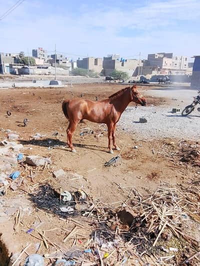 horse for sale
