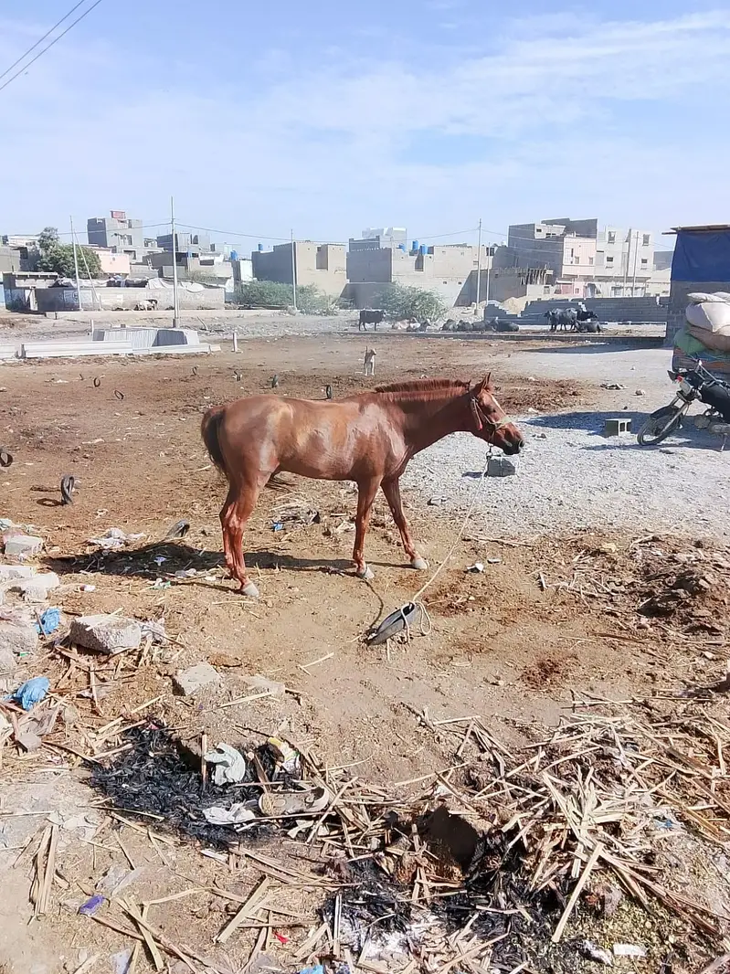 horse for sale — photo 2