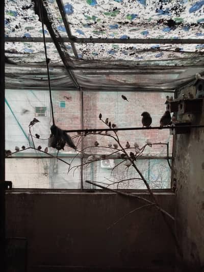 zebra finches