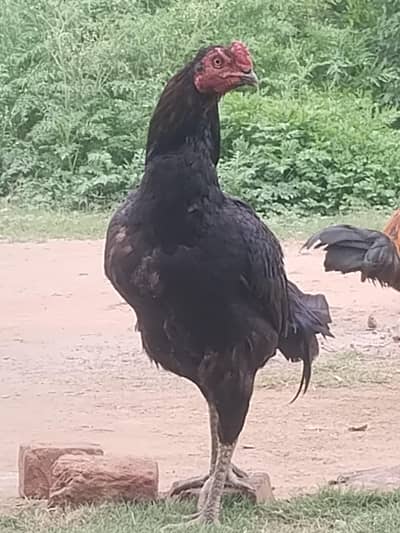 Aseel home breed