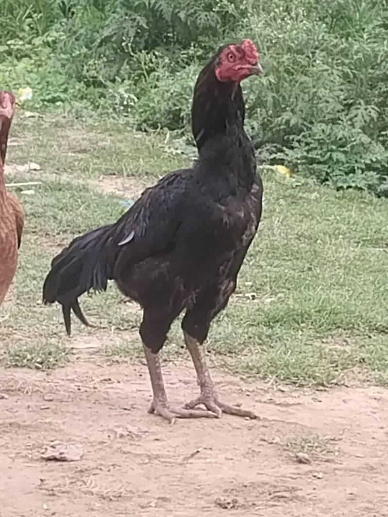 Aseel home breed — photo 2