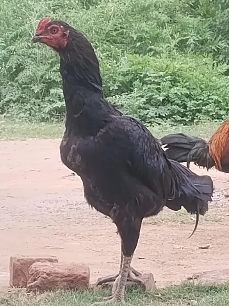 Aseel home breed — photo 3