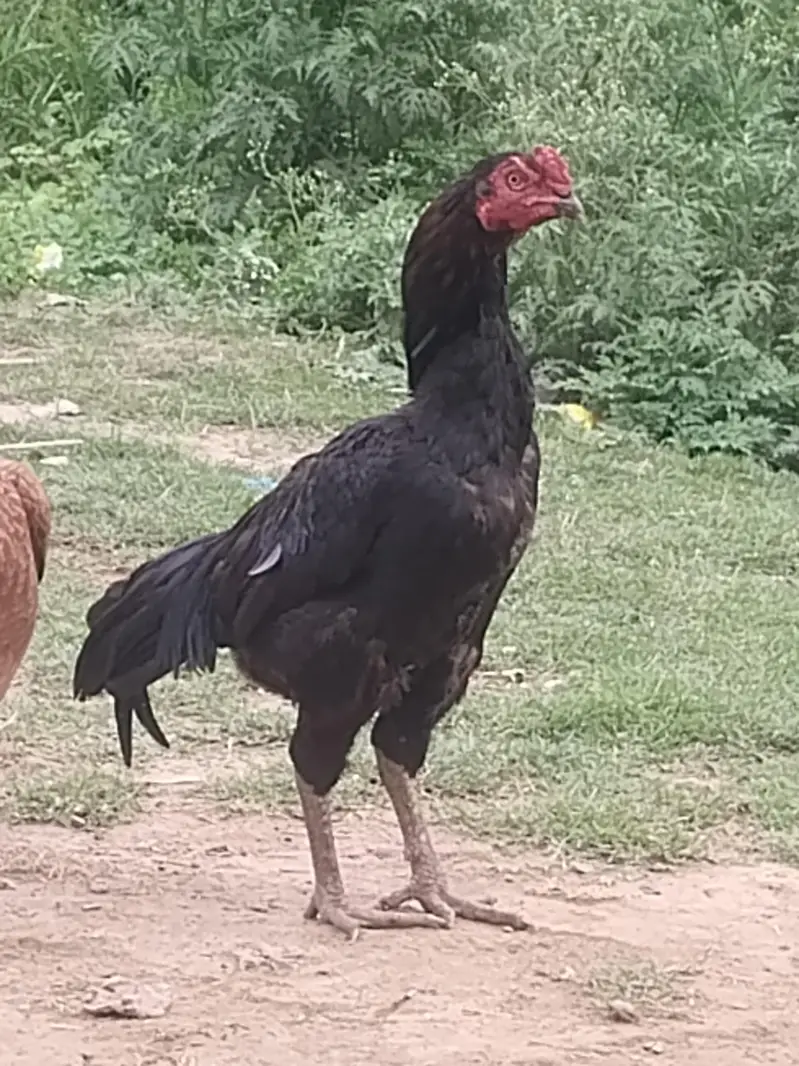 Aseel home breed — photo 4