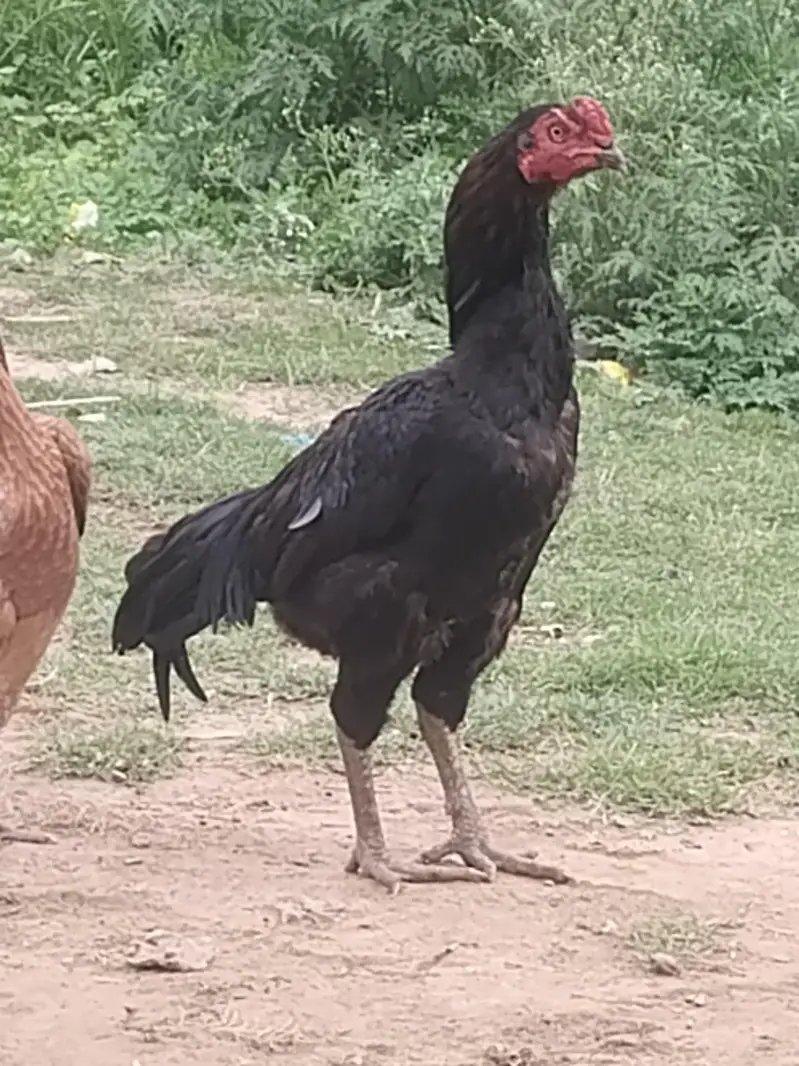 Aseel home breed — photo 5
